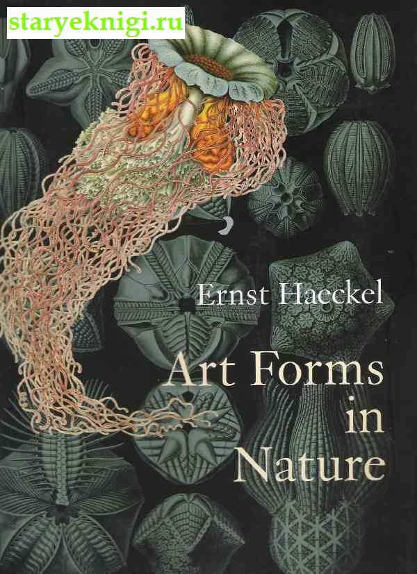 Art Forms in Nature, Ernst Haeckel, 